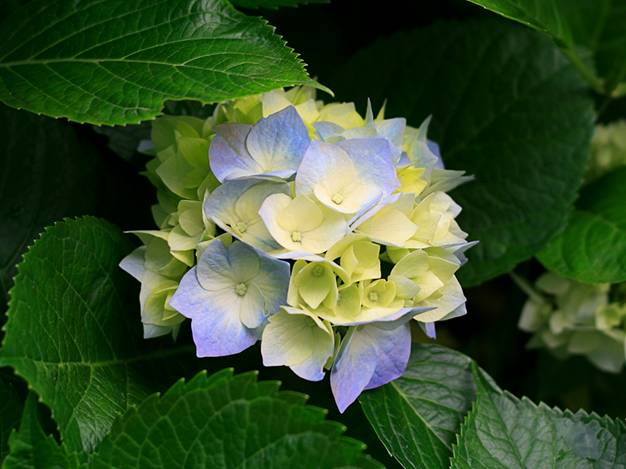 Description: Hydrangeas.jpg