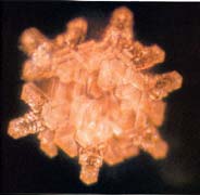 http://www.life-enthusiast.com/twilight/emoto/tibet_sutra.jpg