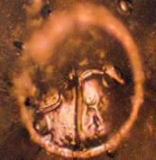 http://www.life-enthusiast.com/twilight/emoto/hitler.jpg